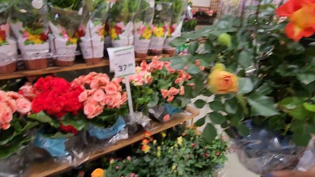 LEROY MERLIN DICAS PRESENETS DIA DOS NAMORADOS | FLORES, PLANTAS, ARRANJOS, AMOR... смотреть онлайн