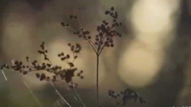 ПОКАЯНИЕ..., Мини-концерт 085 ОЖИВШЕЙ ПОЭЗИИ, муз.,исп. #СамуилФрумович смотреть онлайн