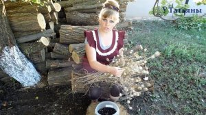 Как собрать семена НИГЕЛЛЫ ЧЕРНУШКИ ТМИНА. Как выращивать нигеллу чернушку. Всё о нигелле.