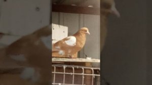 Бакинские иранские белые голуби