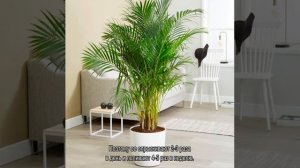 Большие комнатные растения с крупными листьями