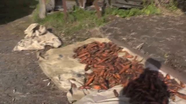 Морковь срочно досушить и затарить и для друзей. 10. 10. 2017 смотреть онлайн