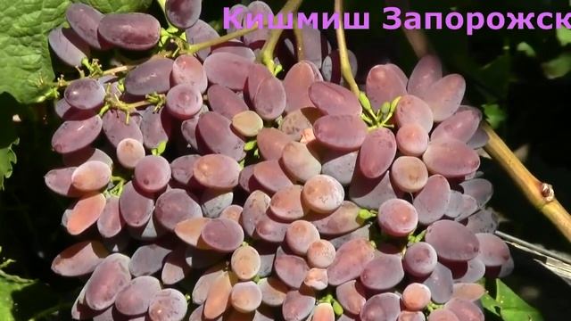 @Улучшаем урожай Применение гиббереллина Вып 19 смотреть онлайн