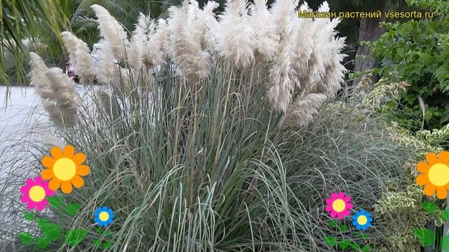 Кортадерия селло. Краткий обзор, описание характеристик, где купить cortaderia selloana смотреть онлайн