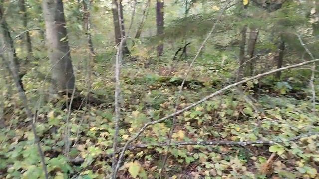 #лес #верныедрузья #грибы #природа #стихи #дарыприроды смотреть онлайн