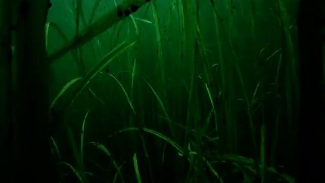 Archaeological Research Of The Ljubljanica River