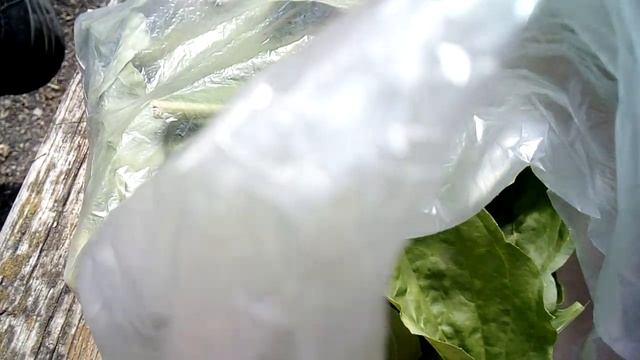 11.05.20. рябина, одуванчики, цветочки. смотреть онлайн