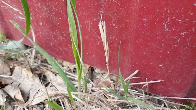 Слизни | Жизнь на Юге смотреть онлайн