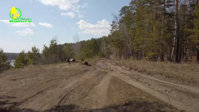 A Walk in the Spring Forest смотреть онлайн