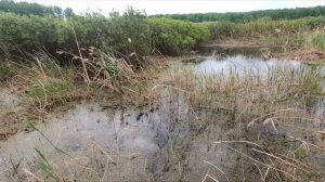 РЫБАЛКА В КАМЫШАХ НА ВОБЛЕР. Щука в малой реке. Карась здесь не выживет. Атака щуки.