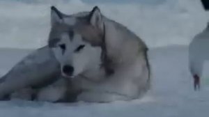 Трогательный клип про собак