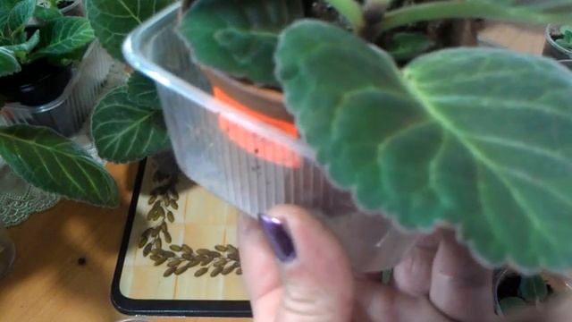 Глоксинии. О поливе и не только. смотреть онлайн