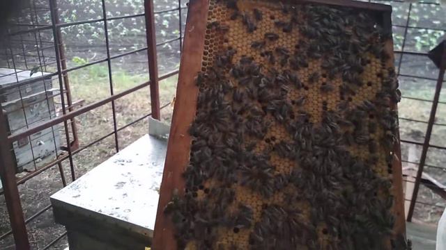 Порадовала семья Карники. Красивый расплод. смотреть онлайн