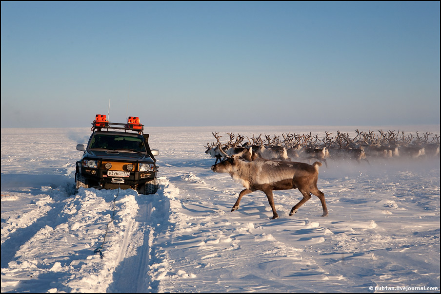 Дорога на крайний север. смотреть онлайн