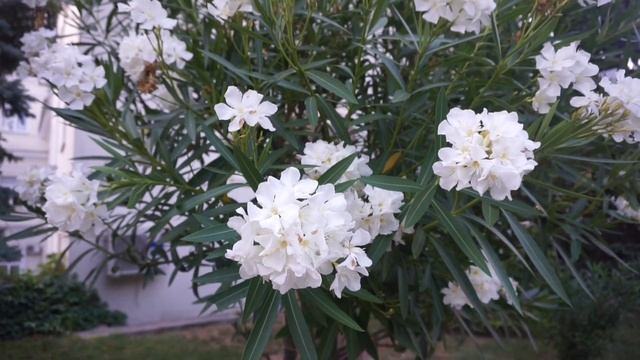 Атмосфера Севастополя!Август 2021 смотреть онлайн