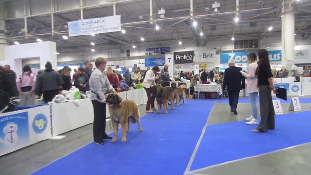 Сравнение ВОВ леонбергер 8.12.2019 смотреть онлайн