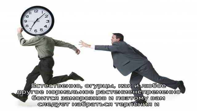 Что нельзя делать с огурцами, чтобы не остаться без урожая смотреть онлайн