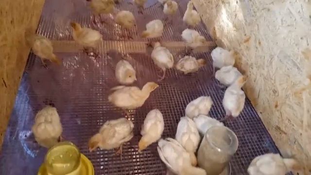 Как сделать брудер для индюшат своими руками