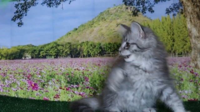 Норвежский лесной котенок девочка Dakota смотреть онлайн