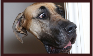 ИСПУГАННЫЕ КОТЫ И СОБАКИ. РОЗЫГРЫШИ