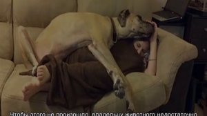 Собака рычит на хозяина и кусается: что делать