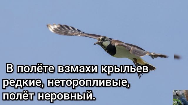 Чибис, или пигалица (англ. Northern lapwing) смотреть онлайн