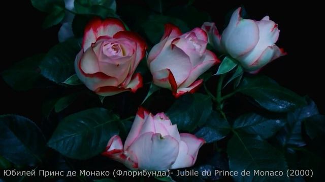 Розы селекции Мейланд 10 сортов. Интервальная съёмка роспуска цветов. смотреть онлайн