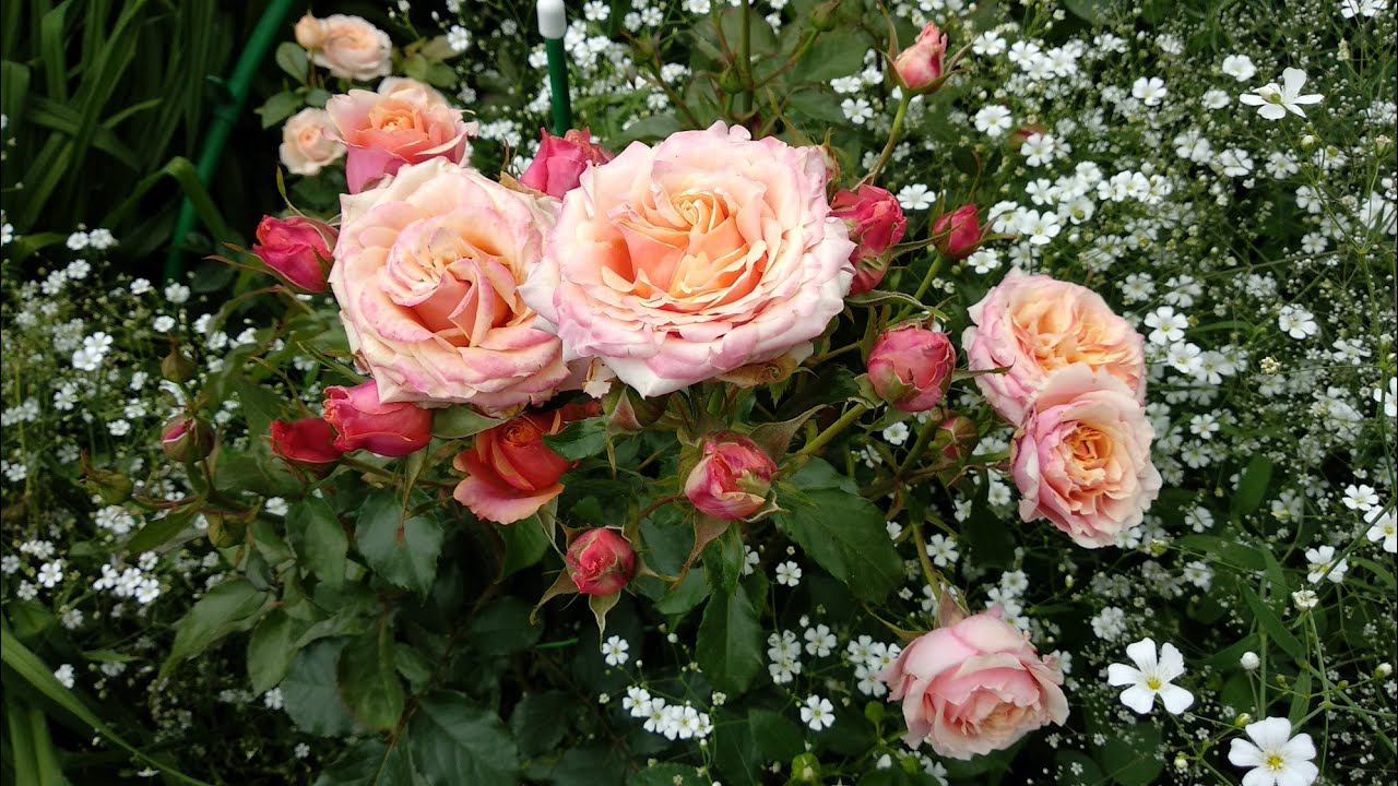 Что посадить к розам. смотреть онлайн