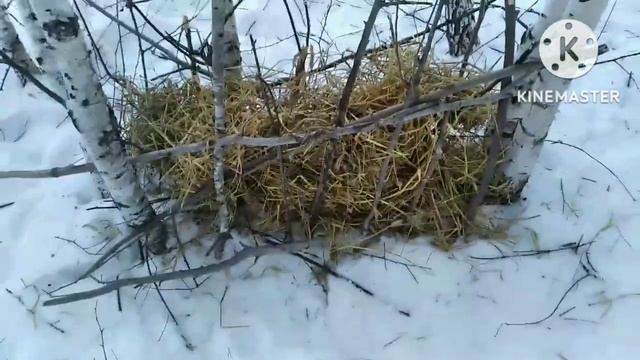 сделали корыто под сено в лесу для зайцев.... смотреть онлайн