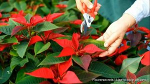 ПУАНСЕТТИЯ КРАСНАЯ УХОД В ДОМАШНИХ УСЛОВИЯХ. РОЖДЕСТВЕНСКАЯ ЗВЕЗДА. МОЛОЧАЙ КРАСИВЕЙШИЙ