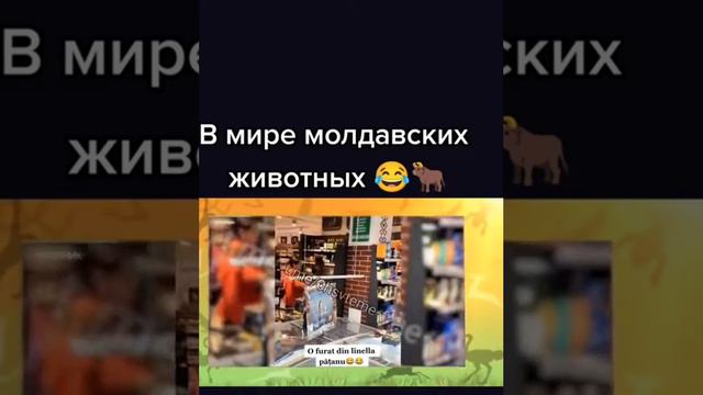 в мире молдавский животных смотреть онлайн
