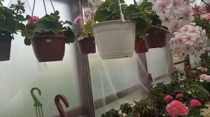 Самые красивые пеларгонии. Леона Галактика, Ю Ася