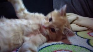 Кот, который сосёт .................. пальцы!!!