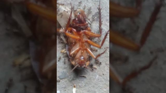 Муравьи и таракан