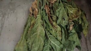 Сушка махорки!