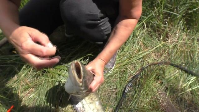 Удачная рыбалка на поплавок Семь видов рыб за одну рыбалку. My fishing смотреть онлайн