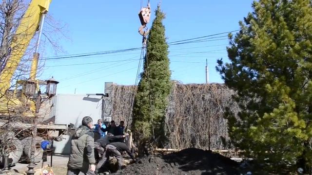 Посадка елей смотреть онлайн