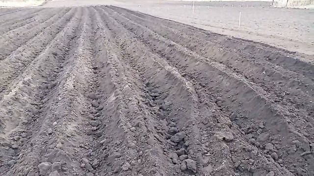 Минитрактор Уралец Сажаем картошку смотреть онлайн