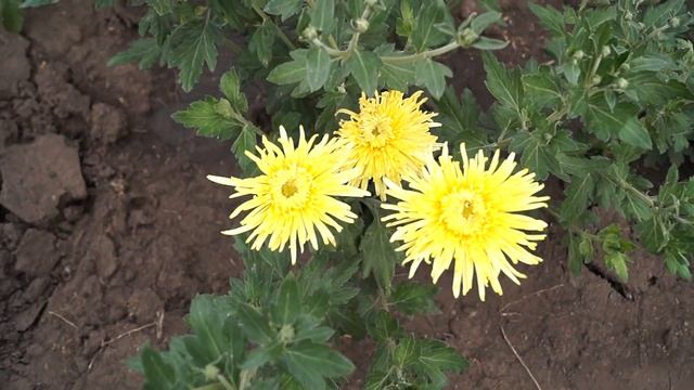 Хризантема корейская и мультифлора почтой. смотреть онлайн