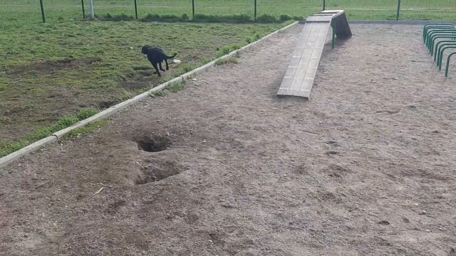 Скорость Chibo Жил Был Пес Моя Жизнь Кино Музей Пса смотреть онлайн