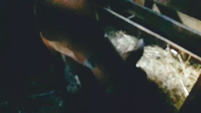 Нашей телочке два месяца. Продаем Зааненских козликов - 2,5 месяца!.mp4 смотреть онлайн