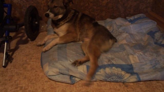 судороги лап после прогулки смотреть онлайн