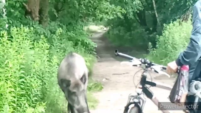 ПОЛЬША. СЕМЬЯ КАБАНОВ. КОРМИМ 11 ДИКИХ КОБАНОВ С РУКИ! смотреть онлайн