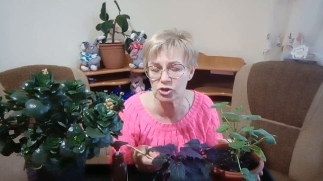 Лучшие способы борьбы с мошкой. смотреть онлайн