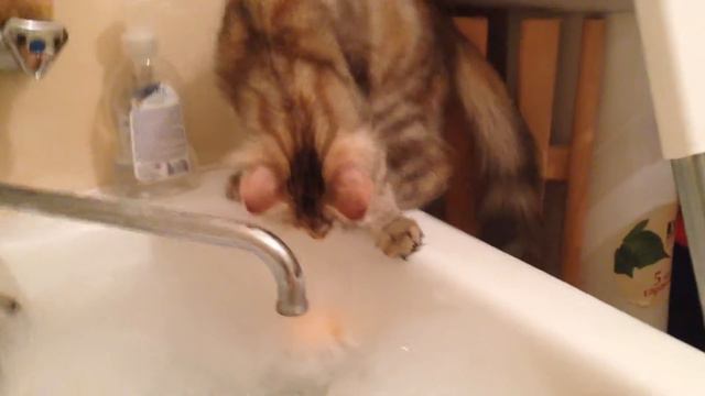 Рыся в ванной смотреть онлайн