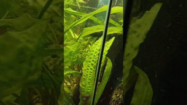 гуппи эндлера смотреть онлайн