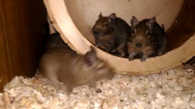 4 белки в беговом колесе смотреть онлайн