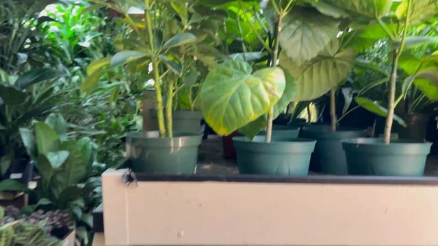 Plant Shopping | rare plants + philodendrons and anthuriums смотреть онлайн
