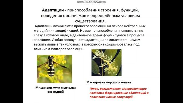 биология 9 класс Популяция смотреть онлайн