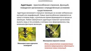 биология 9 класс Популяция